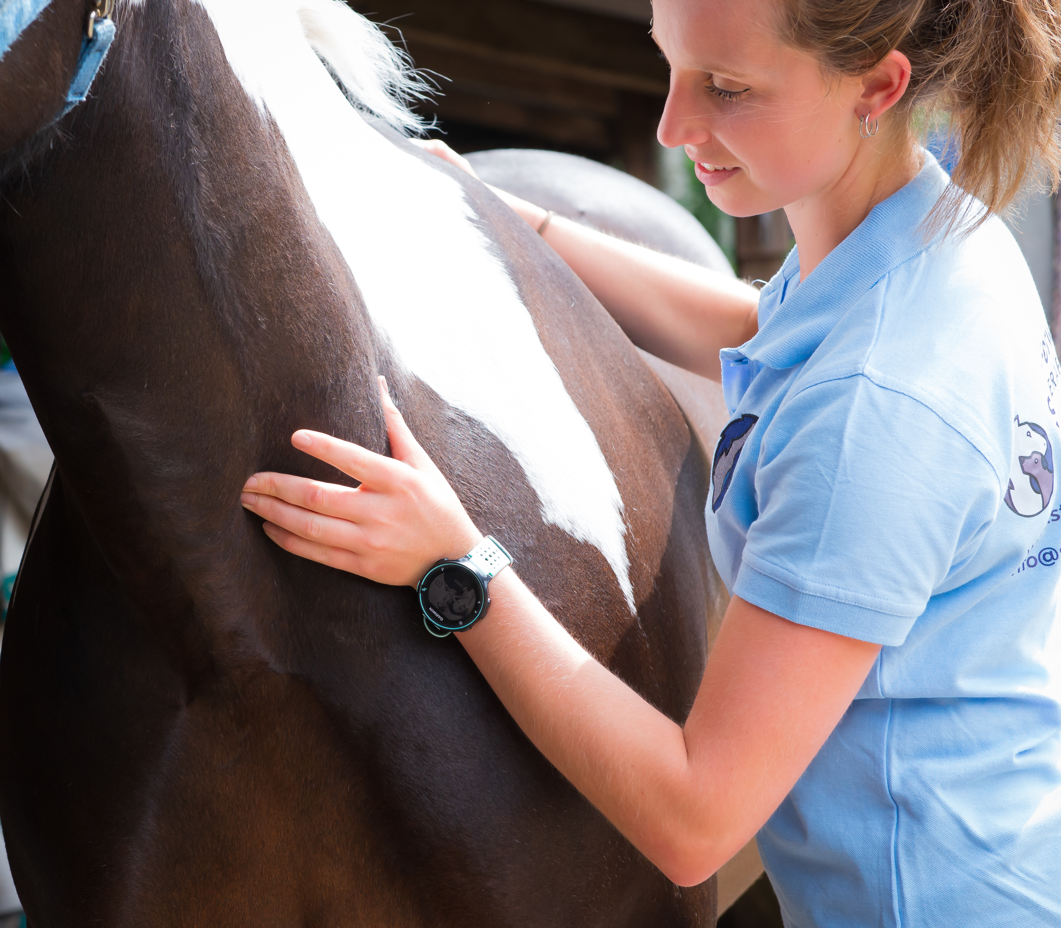 Horse physiotherapist Hampshire