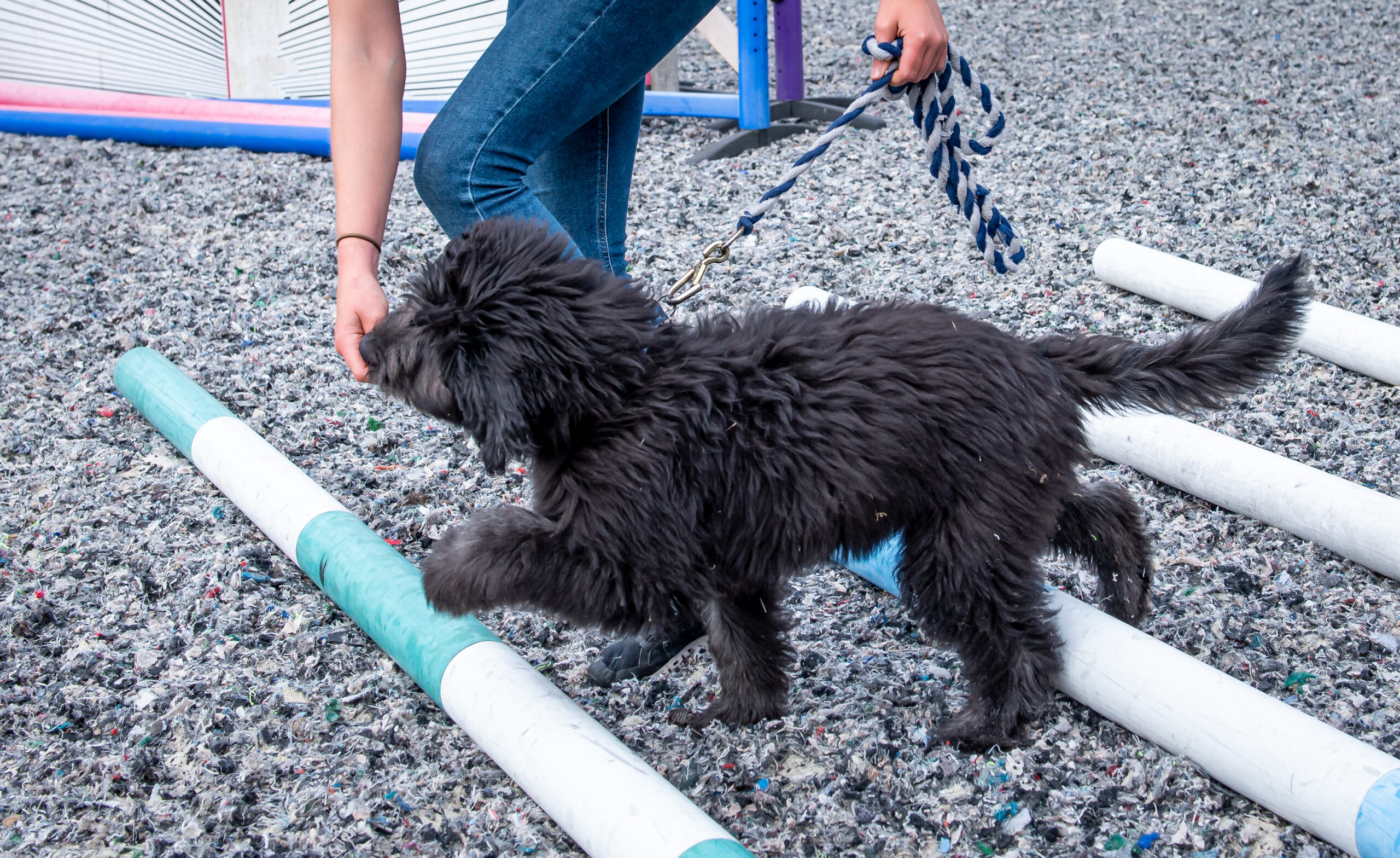 Canine physiotherapy Surrey